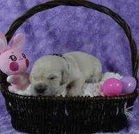 Green Male- Health Tested Parents-AKC, a male English Cream Golden Retriever for sale in Pasadena, MD – Photo 1 of 5