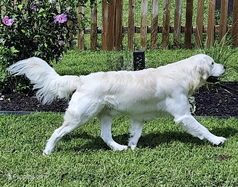 2nd Pick Female- Health Tested Parents 