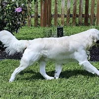 3rd Pick Female- Health Tested Parents , a  English Cream Golden Retriever for sale in Pasadena, MD – Photo 1 of 2
