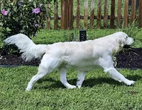 2nd Pick Female- Health Tested Parents , a  English Cream Golden Retriever for sale in Pasadena, MD – Photo 1 of 2