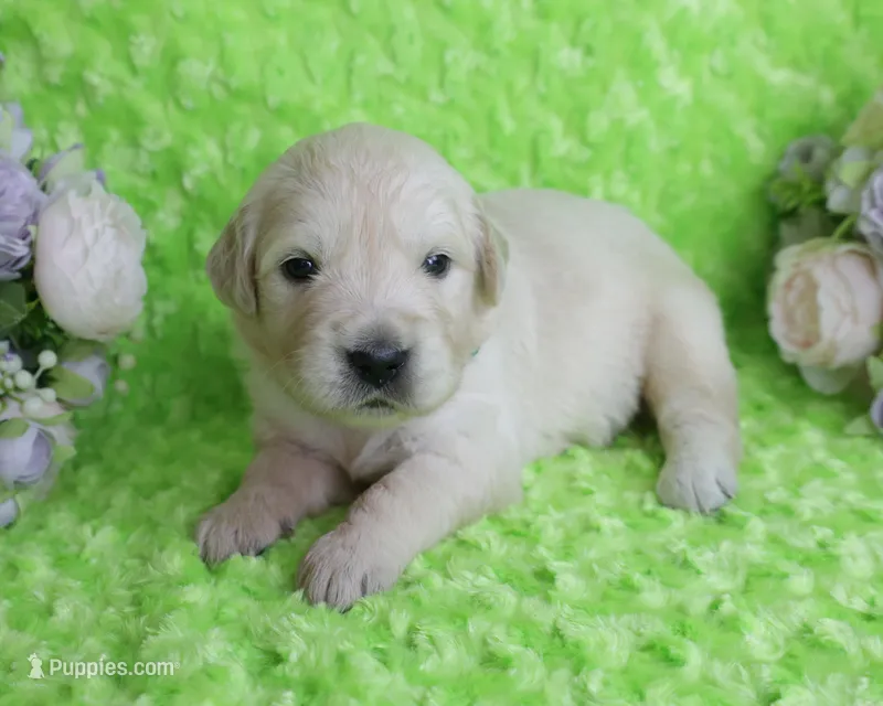 3 RD Pick Male- Health Tested Parents-AKC – English Cream Golden Retriever puppy for sale in Pasadena, MD