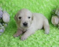 3 RD Pick Male- Health Tested Parents-AKC, a male English Cream Golden Retriever for sale in Pasadena, MD – Photo 1 of 4