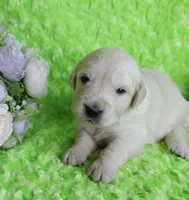 3 RD Pick Male- Health Tested Parents-AKC, a male English Cream Golden Retriever for sale in Pasadena, MD – Photo 2 of 4