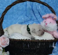 3rd PIck Male- Health Tested Parents-AKC, a male English Cream Golden Retriever for sale in Pasadena, MD – Photo 3 of 5