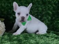 Blue Eyed Cream Male- Health Tested Parents , a male French Bulldog for sale in Pasadena, MD – 3 of 6