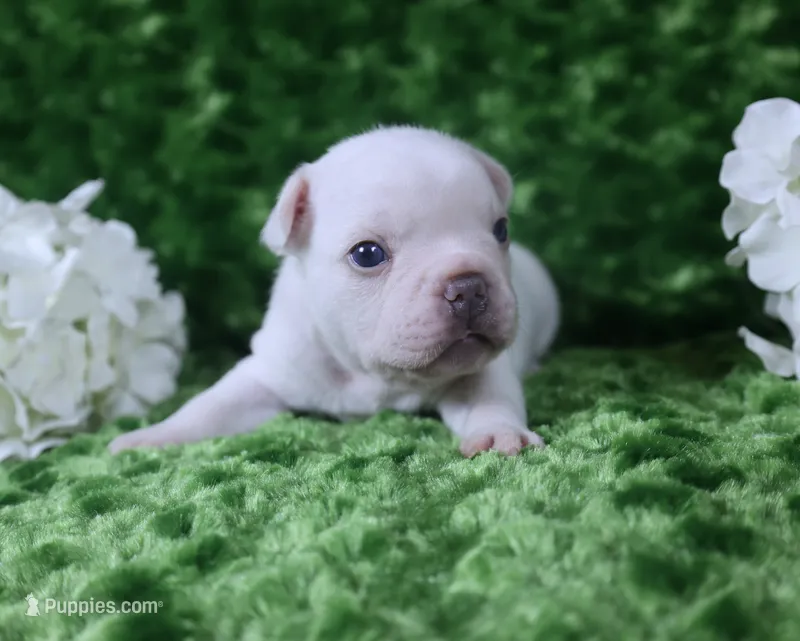 Cream Male 1- Health Tested Parents  – French Bulldog puppy for sale in Pasadena, MD