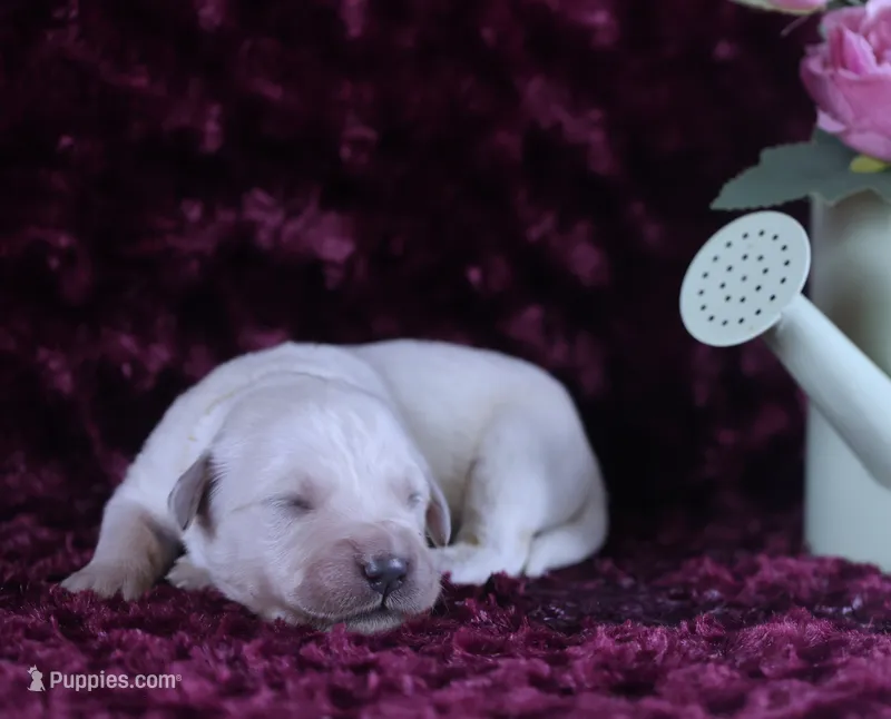 Health Tested Parents -3rd Pick Male  – English Cream Golden Retriever puppy for sale in Pasadena, MD