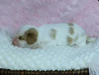 Bella - Health Tested Parents -Blenheim , a female Cavalier King Charles Spaniel for sale in Pasadena, MD – Photo 3 of 7