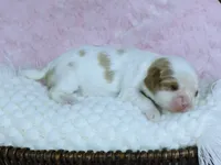 Bella - Health Tested Parents -Blenheim , a female Cavalier King Charles Spaniel for sale in Pasadena, MD – Photo 2 of 7