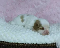 Bella - Health Tested Parents -Blenheim , a female Cavalier King Charles Spaniel for sale in Pasadena, MD – Photo 4 of 7