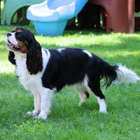 Bella - Health Tested Parents -Blenheim , a female Cavalier King Charles Spaniel for sale in Pasadena, MD – Photo 7 of 7