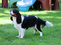 2nd pick Female Health Tested Parents , a  Cavalier King Charles Spaniel for sale in Pasadena, MD – Photo 3 of 3