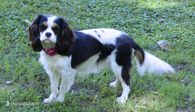 2nd pick Female Health Tested Parents 