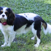Bella - Health Tested Parents -Blenheim , a female Cavalier King Charles Spaniel for sale in Pasadena, MD – Photo 5 of 7
