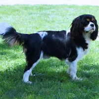 Bella - Health Tested Parents -Blenheim , a female Cavalier King Charles Spaniel for sale in Pasadena, MD – Photo 6 of 7