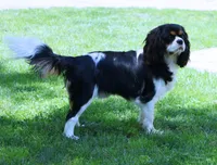 2nd pick Female Health Tested Parents , a  Cavalier King Charles Spaniel for sale in Pasadena, MD – Photo 2 of 3