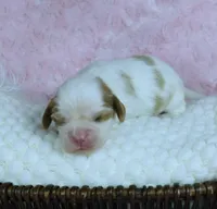 Bella - Health Tested Parents -Blenheim , a female Cavalier King Charles Spaniel for sale in Pasadena, MD – Photo 1 of 7