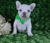 Blue Eyed Cream Male- Health Tested Parents , a male French Bulldog for sale in Pasadena, MD – 2 of 6