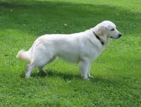Heath Tested Parents- Second pick female , a  English Cream Golden Retriever for sale in Pasadena, MD – 2 of 2