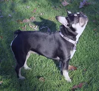 Cream Male 1- Health Tested Parents , a male French Bulldog for sale in Pasadena, MD – 4 of 5