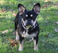 Cream Male 1- Health Tested Parents , a male French Bulldog for sale in Pasadena, MD – 3 of 5