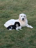 Health Tested Parents -2nd Pick Male , a  English Cream Golden Retriever for sale in Pasadena, MD – 2 of 2