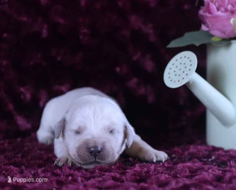 Heath Tested Parents- 4th pick Male  – English Cream Golden Retriever puppy for sale in Pasadena, MD