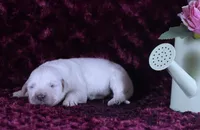 Heath Tested Parents- 4th pick Male , a male English Cream Golden Retriever for sale in Pasadena, MD – 2 of 5