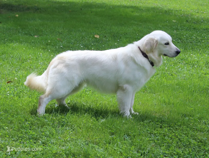 Health Tested Parents -2nd Pick Male  – English Cream Golden Retriever puppy for sale in Pasadena, MD