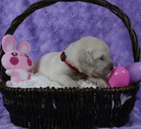 Red Male-Health Tested Parents -AKC, a male English Cream Golden Retriever for sale in Pasadena, MD – Photo 4 of 6