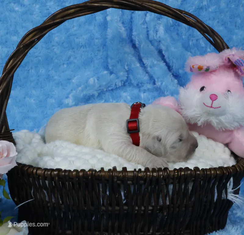 4th Pick Male-Health Tested Parents -AKC – English Cream Golden Retriever puppy for sale in Pasadena, MD