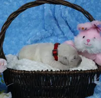 4th Pick Male-Health Tested Parents -AKC, a male English Cream Golden Retriever for sale in Pasadena, MD – Photo 1 of 6