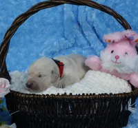 4th Pick Male-Health Tested Parents -AKC, a male English Cream Golden Retriever for sale in Pasadena, MD – Photo 2 of 6