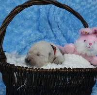 4th Pick Male-Health Tested Parents -AKC, a male English Cream Golden Retriever for sale in Pasadena, MD – Photo 3 of 6