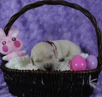 Red Male-Health Tested Parents -AKC, a male English Cream Golden Retriever for sale in Pasadena, MD – Photo 2 of 6