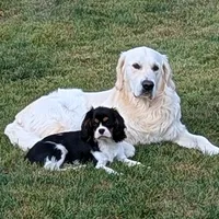 4th Pick Male-Health Tested Parents -AKC, a male English Cream Golden Retriever for sale in Pasadena, MD – Photo 4 of 6