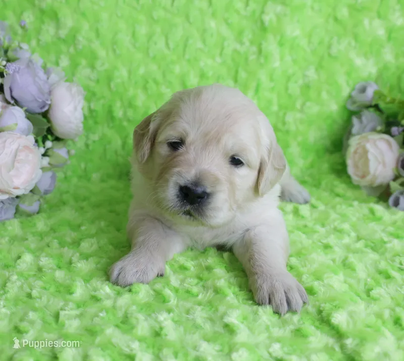4th Pick Male-Health Tested Parents -AKC – English Cream Golden Retriever puppy for sale in Pasadena, MD