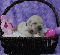 Red Male-Health Tested Parents -AKC, a male English Cream Golden Retriever for sale in Pasadena, MD – Photo 3 of 6