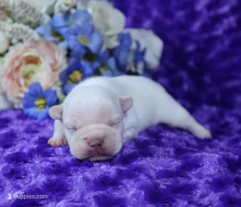 Cream Male 1- Health Tested Parents  – French Bulldog puppy for sale in Pasadena, MD