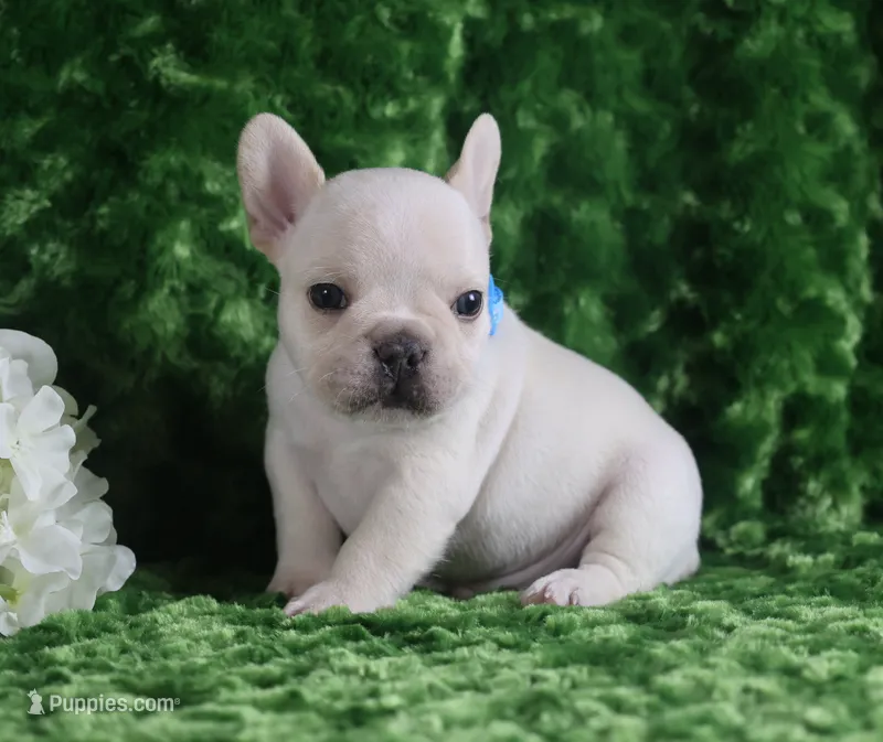Cream Male 1- Health Tested Parents  – French Bulldog puppy for sale in Pasadena, MD
