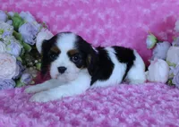 Looking for a Guardian/Foster must be in  Maryland, a female Cavalier King Charles Spaniel for sale in Pasadena, MD – 2 of 4