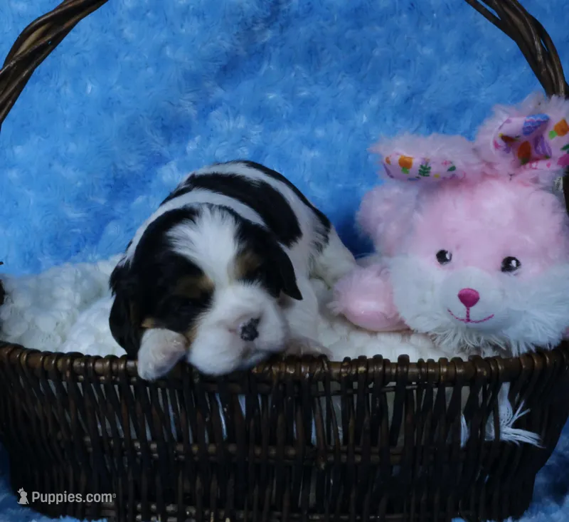 Looking for a Guardian/Foster must be in  Maryland – Cavalier King Charles Spaniel puppy for sale in Pasadena, MD