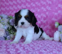 Looking for a Guardian/Foster must be in  Maryland, a female Cavalier King Charles Spaniel for sale in Pasadena, MD – 4 of 4