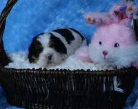 Looking for a Guardian/Foster must be in  Maryland, a female Cavalier King Charles Spaniel for sale in Pasadena, MD – Photo 2 of 4