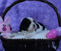 Looking for a Guardian/Foster must be in  Maryland, a female Cavalier King Charles Spaniel for sale in Pasadena, MD – Photo 4 of 4