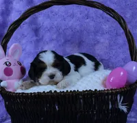Looking for a Guardian/Foster must be in  Maryland, a female Cavalier King Charles Spaniel for sale in Pasadena, MD – Photo 3 of 4