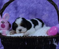 Looking for a Guardian/Foster must be in  Maryland, a female Cavalier King Charles Spaniel for sale in Pasadena, MD – Photo 2 of 4
