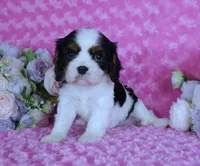 Looking for a Guardian/Foster must be in  Maryland, a female Cavalier King Charles Spaniel for sale in Pasadena, MD – 1 of 4