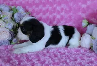 Looking for a Guardian/Foster must be in  Maryland, a female Cavalier King Charles Spaniel for sale in Pasadena, MD – 3 of 4