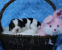 Looking for a Guardian/Foster must be in  Maryland, a female Cavalier King Charles Spaniel for sale in Pasadena, MD – Photo 4 of 4